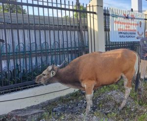 Idul Adha, DPW Perindo Papua Pegunungan Sumbang Hewan Kurban