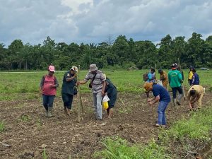 Percepatan Penanaman Jagung di Keerom Terus Dikebut