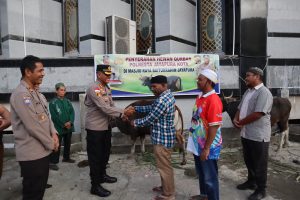 Idul Adha Kali Ini Polresta Jayapura Kota Qurban Tiga Ekor Sapi