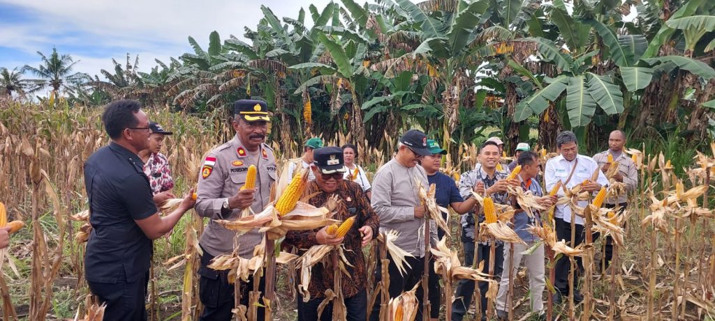 Panen Bersama, Wabup Keerom Apresiasi Pengembangan Bibit Jagung di Kampung Sanggaria