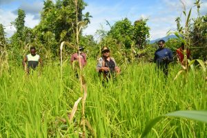 Serahkan Bantuan, Pj Sekda Puncak Jaya Apresiasi Produksi Padi Mandiri Masyarakat di Fawi