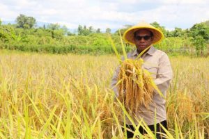 Petani dan Dinas Pertanian Diminta Waspadai Gagal Panen Akibat El Nino