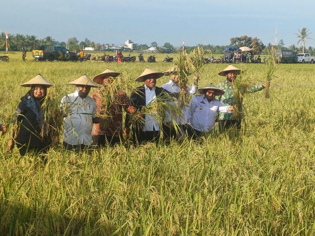 Wamendagri Panen Raya Padi Seluas 60 Hektar di Papua Tengah