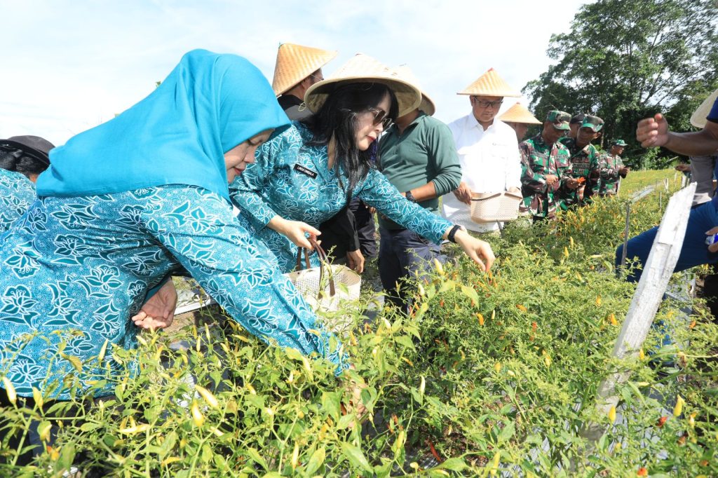 Panen Cabai Bersama di Keeeom, Pemprov, Pemkab dan PKK Berikan Subsidi Guna Tekan Inflasi