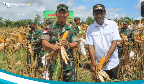 Panen Raya Jagung Bersama Danrem, Bupati Gusbeger: Kiter Terus Berusaha Kembangkan Food Estate di Kabupaten Keerom