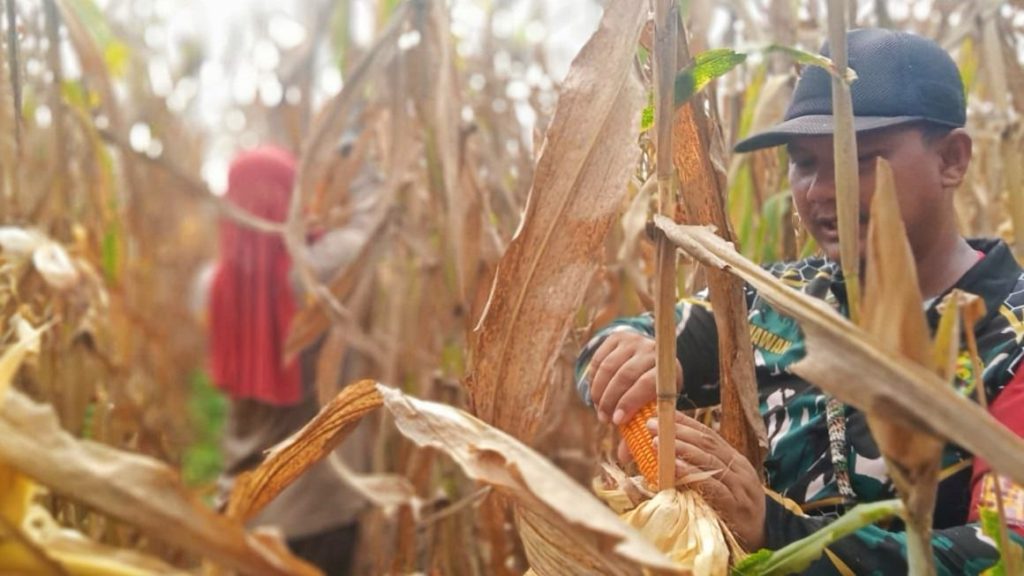 Babinsa Skanto Panen Jagung Bersama Masyarakat