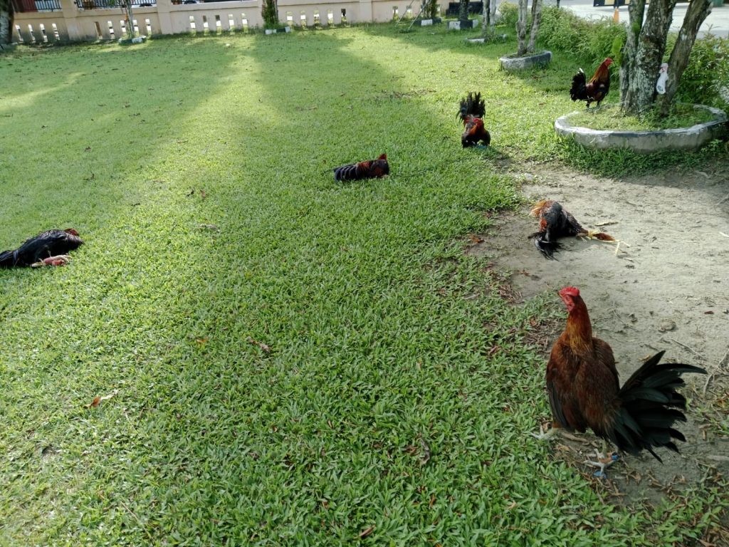 Gerebek Sabung Ayam Hari Kedua Lebaran, 4 Orang dan 8 Ayam Diamankan Kepolisian