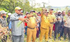 Wabup Ronny Pimpin Panen Raya Bawang Merah, Serukan Masyarakat Buka Kebun Seluas-luasnya